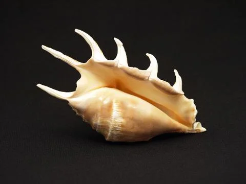 Seashells. Stock Photos