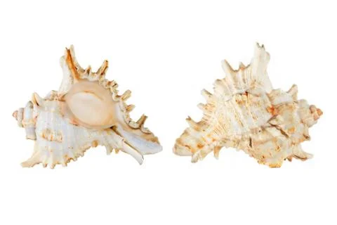 Seashells. Stock Photos