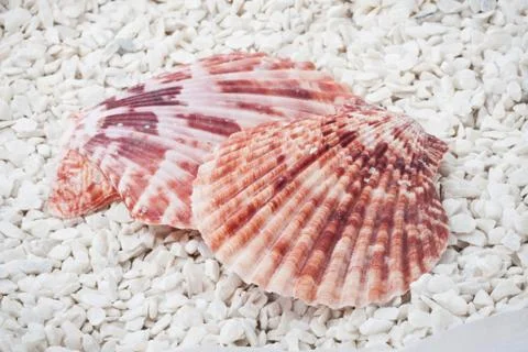 Seashells Stock Photos