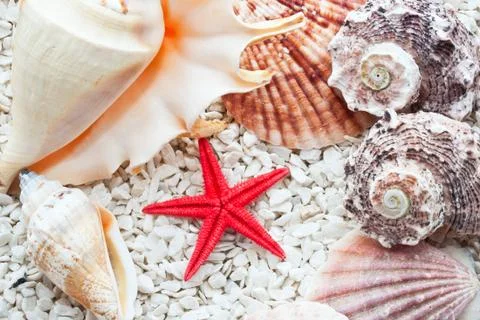 Seashells Stock Photos