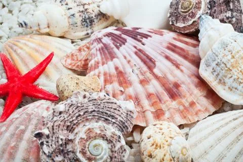Seashells Stock Photos