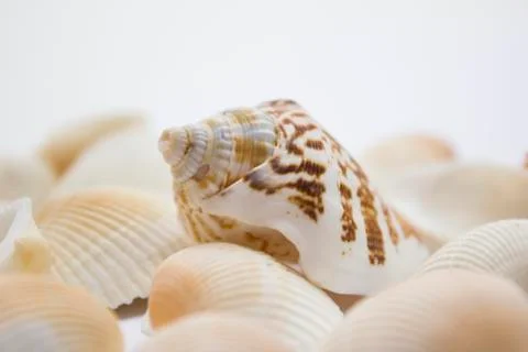 Seashells Stock Photos