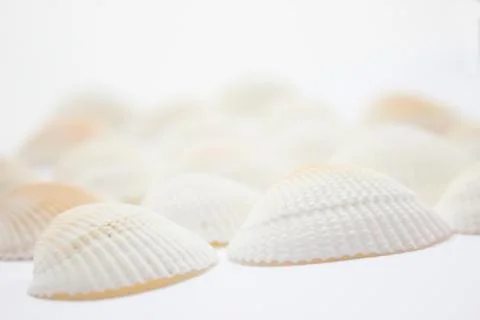 Seashells Stock Photos