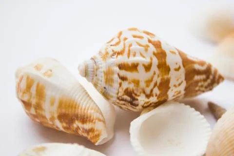 Seashells Stock Photos