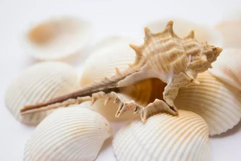 Seashells Stock Photos