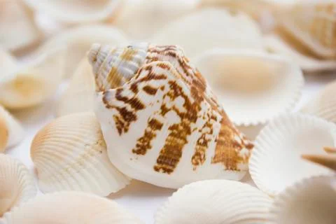 Seashells Stock Photos