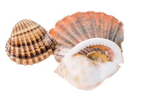 Seashells Stock Photos