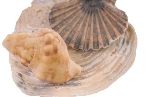 Seashells Stock Photos