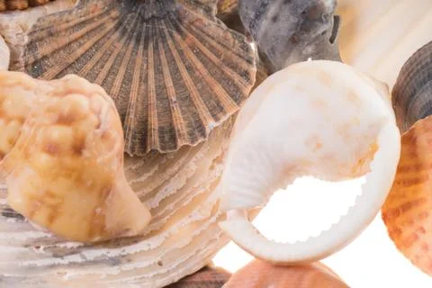 Seashells Stock Photos