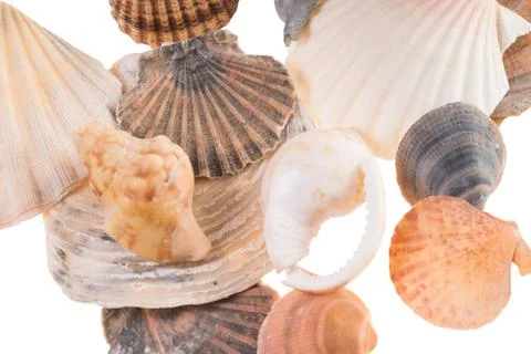Seashells Stock Photos