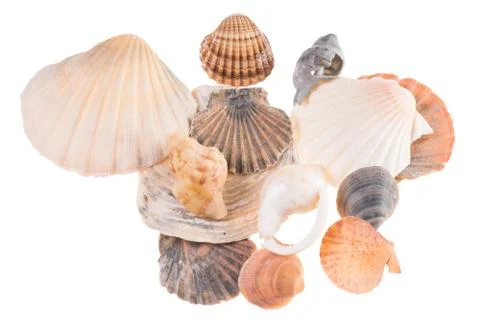 Seashells Foto stock