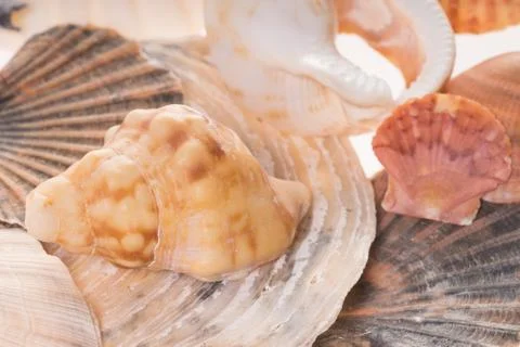 Seashells Stock Photos