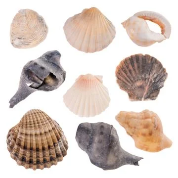 Seashells Stock Photos