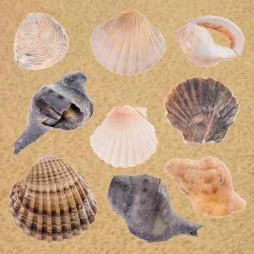 Seashells Stock Photos