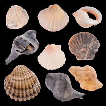 Seashells Stock Photos