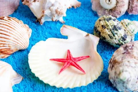 Seashells Stock Photos