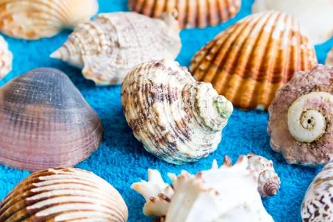 Seashells Foto stock