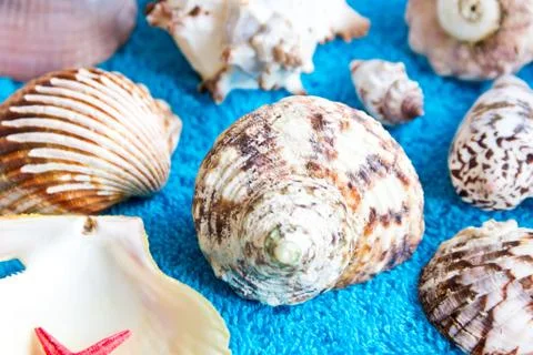 Seashells Stock Photos