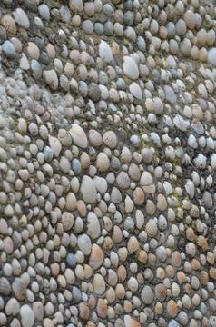 Seashells Stock Photos