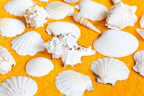 Seashells Stock Photos