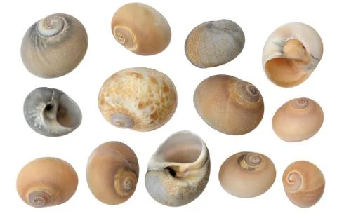 Seashells Stock Photos