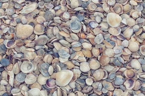 Seashells Stock Photos