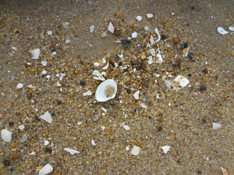 Seashells Stockfoto's