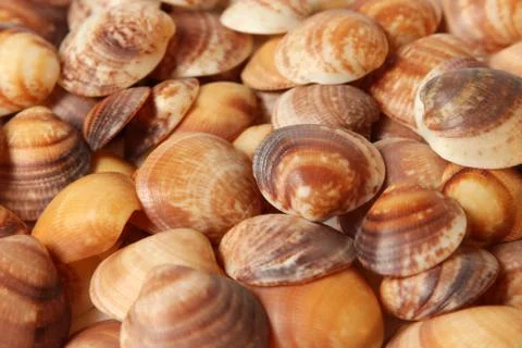 Seashells Stock Photos