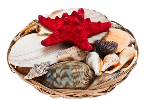 Seashells. Stock Photos