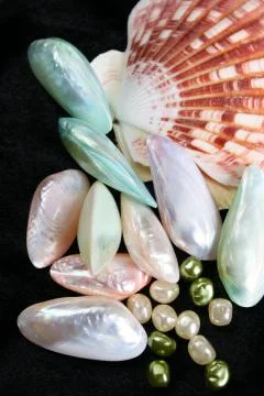 Seashells Stock Photos