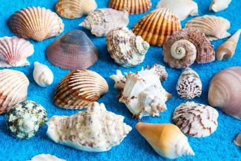 Seashells Stock Photos