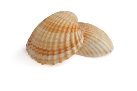 Seashells Foto stock