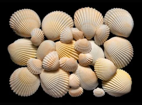 Seashells Stock Photos