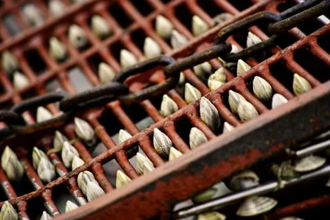 Seashells Stock Photos