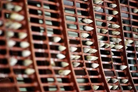 Seashells Fotos de archivo