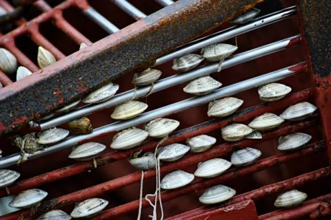 Seashells Foto stock