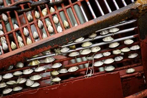 Seashells Stock Photos