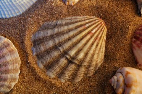 Seashells 스톡 사진