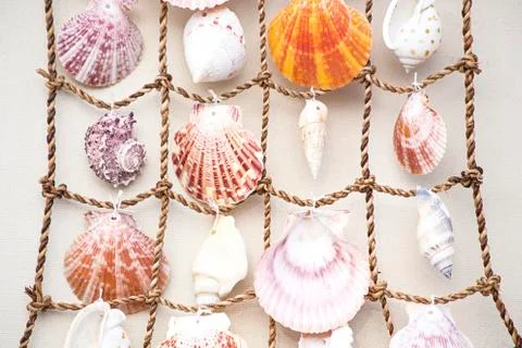 Seashells Stock Photos