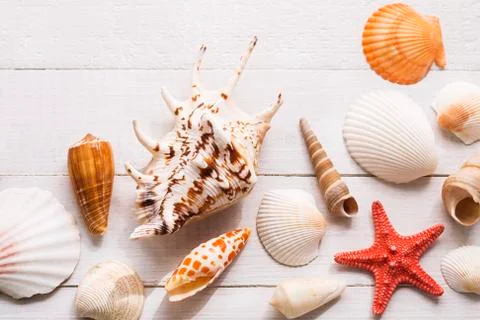 Seashells 스톡 사진
