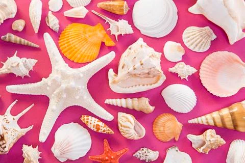Seashells Фото