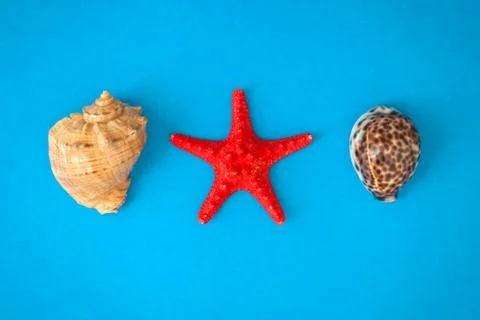 Seashells Stock Photos