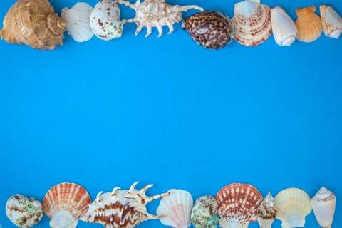 Seashells Foto stock