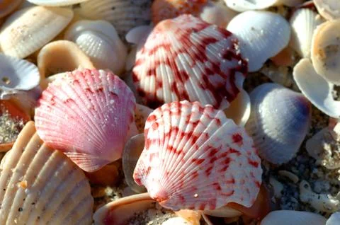Seashells Foto stock