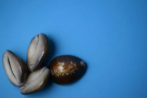 Seashell's Stock Photos