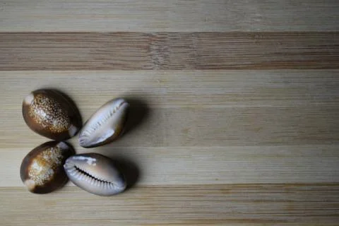 Seashell's Stock Photos