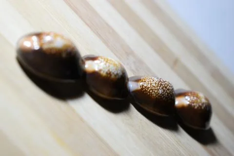 Seashell's Stock Photos