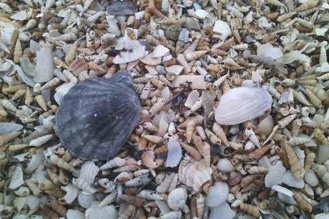 Seashells Stock Photos