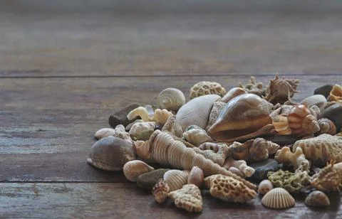 Seashells Stock Photos