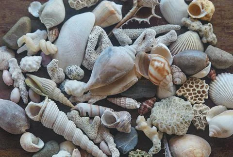 Seashells Stock Photos